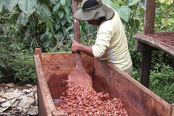 Bauer rührt Kakaobohnen in einer Kiste
