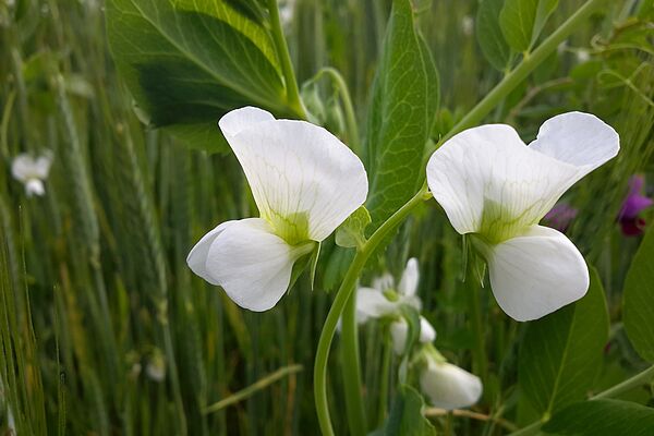 Intercropping