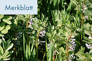 Titelfoto: Ackerbohnen.