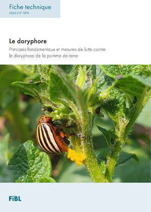 Le doryphore