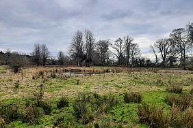 Offene Landschaft, im Hintergrund mehrere grosse Bäume, im Vordergrund kleine Grashorste und mittig ein Teich.