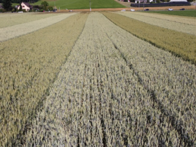 Weizenfeld mit unterschiedlichen Sorten.