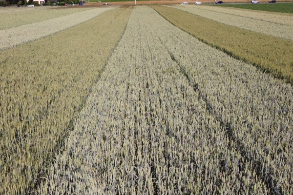 Weizenfeld mit unterschiedlichen Sorten.