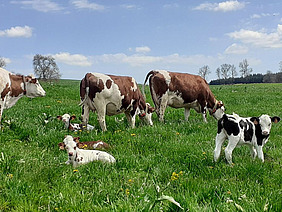Vaches laitières avec leurs veaux dans un pâturage.