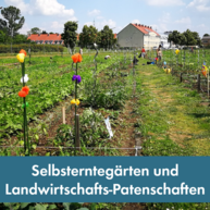 Mehrere Reihen an individuell angelegten Ackerstreifen ziehen sich nach hinten. Im Hintergrund steht ein Bauernhofgebäude. Verschiedene Menschen arbeiten am Gemüse auf den Ackerstreifen und im Vordergrund sind farbige Dinger auf Stangen in den Feldern zu sehen.