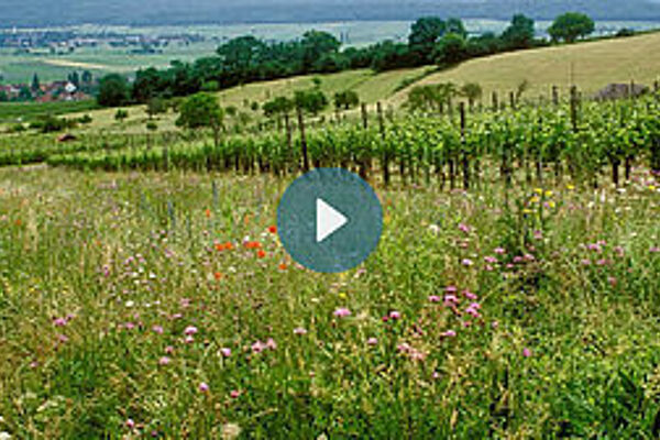 Rebberg mit Blühstreifen im Vordergrund