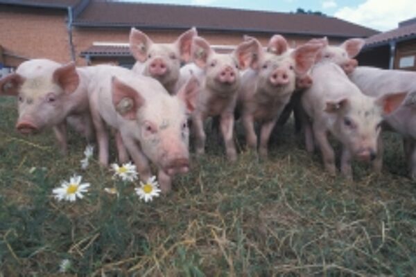 Ferkel im Auslauf