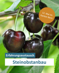 Nahaufnahme von reifen Kirschen.