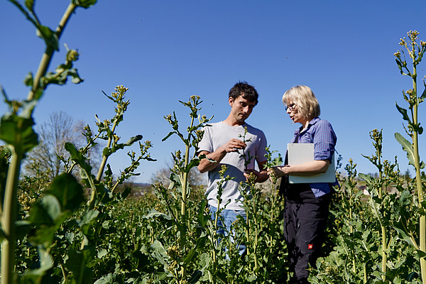 Two people are standing in a field looking at plants.
