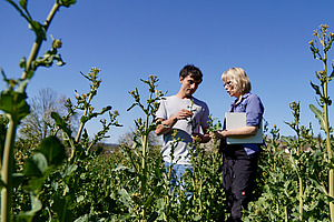Two people are standing in a field looking at plants.