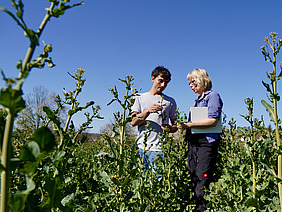 Two people are standing in a field looking at plants.