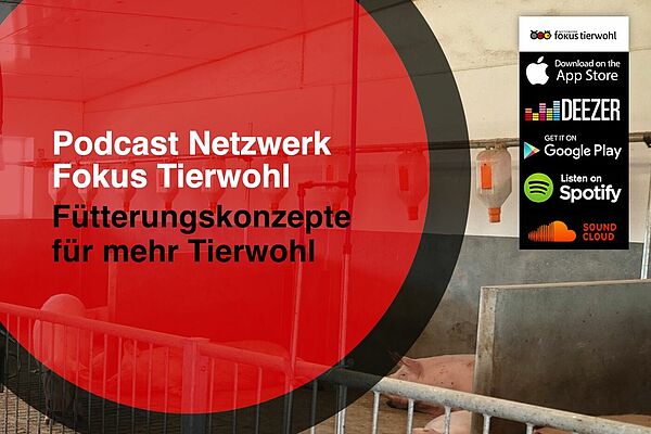 Podcast Schweinefütterung