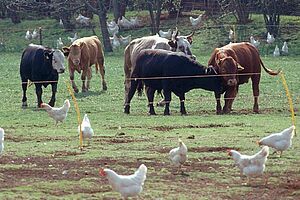 Rinder und Hühner auf einer Weide