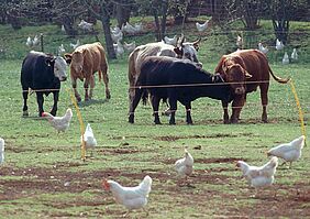 Rinder und Hühner auf einer Weide