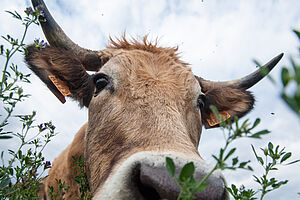 Cow portrait