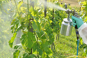 Grapevines are sprayed