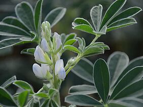 Un lupin blanc