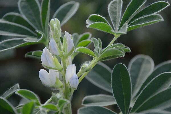 Un lupin blanc