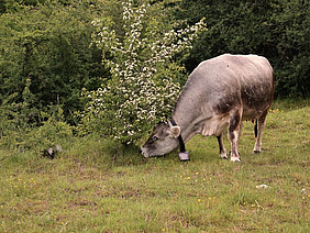Une vache dans un pré parsemé de buissons.