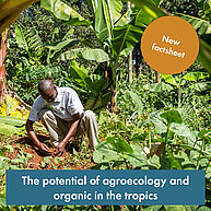 A man is kneeling in a tropic forest, looking at the floor. Text: "New factsheet" in an orange circle and "The potential of agroecology and organic in the tropics" in a blue bar.