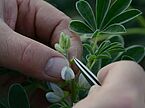 Hand with a pair of tweezers that work on papilionaceous plants