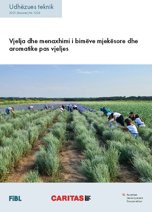 Vjelja dhe menaxhimi i bimëve mjekësore dhe aromatike pas vjeljes