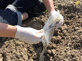 Zwei Hände mit Handschuhen schütten ein Pulver in eine Erdspalte.