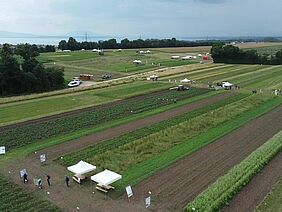 Luftaufnahme eines Feldes mit Streifen verschiedener Kulturen und weissen Zelten am Rand.