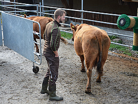 In einem Panelgang steht ein Mann zwischen 30 und 40, welcher eine ruhige Bewegung auf eine Kuh zu macht. Die Kuh läuft hinter einer anderen her in einen anderen Abschnitt des Korrals. Der Mann hat eine aufrechte Körperhaltung mit den Händen in den Hosentaschen.
