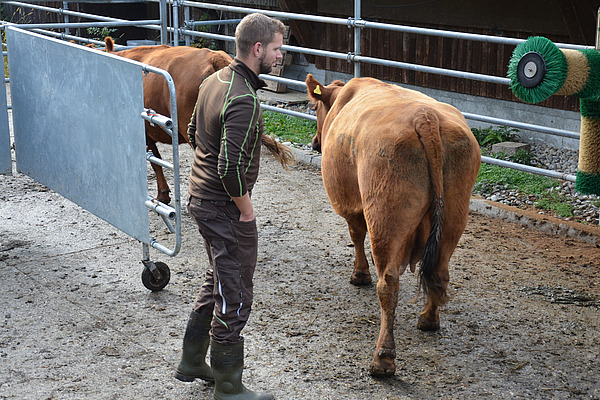 In einem Panelgang steht ein Mann zwischen 30 und 40, welcher eine ruhige Bewegung auf eine Kuh zu macht. Die Kuh läuft hinter einer anderen her in einen anderen Abschnitt des Korrals. Der Mann hat eine aufrechte Körperhaltung mit den Händen in den Hosentaschen.