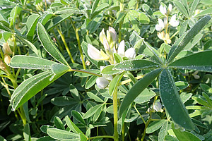 Pflanzen auf einem Feld mit grünen Blättern und weissen Blüten. 