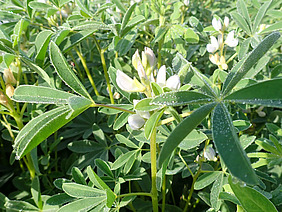 Pflanzen auf einem Feld mit grünen Blättern und weissen Blüten. 