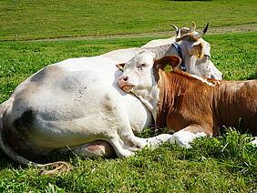 Kuh mit Kalb auf der Wiese.