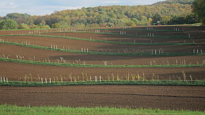 Agroforestry