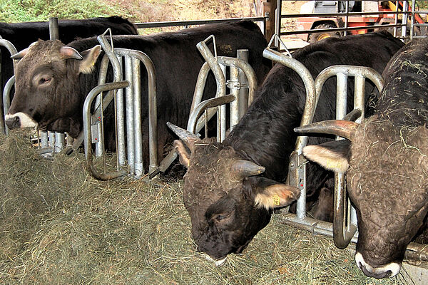 Three cattle with horns in the feeding fence