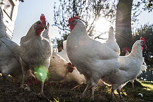 Des poules