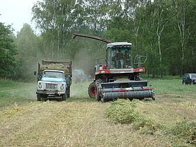 Silage einer neuen Leguminosenmischung