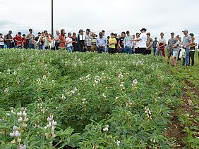 Eine grosse Gruppe von Menschen in einem Lupinenfeld.