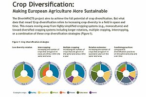 The DiverIMPACTS flyer