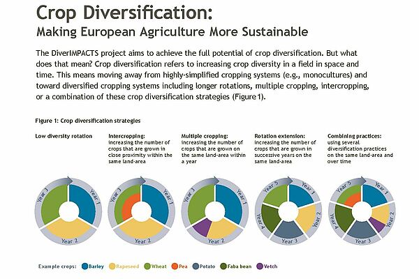 The DiverIMPACTS flyer