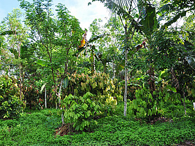 Agroforstsystem.