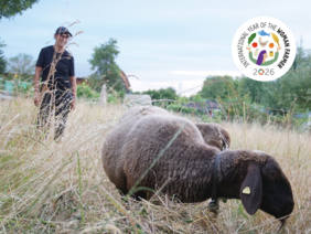 In the foreground of the picture, a sheep can be seen in a pasture. A woman can be seen in the background. The sky is light blue. In the upper right corner of the picture is the logo for the International Year of Women in Agriculture 2026.