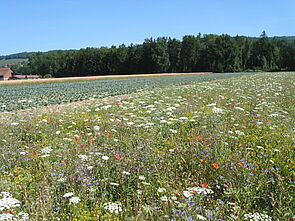 Blühende Buntbrache, Feldgehölze, Bio-Kohlfeld