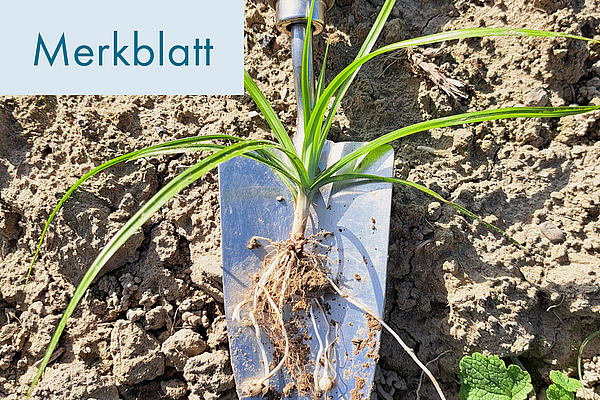 Titelbild Erdmandelgras-Bekämpfung ohne Herbizide.