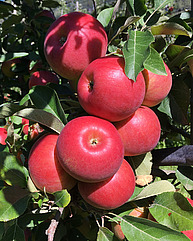 Rote reife Äpfel der Sorte "Ladina".