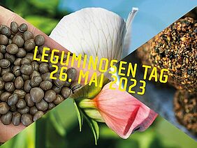 Diverse Leguminosenpflanzen, -körner und Produkte in einem Bild mit Titel des LeguminosenTags