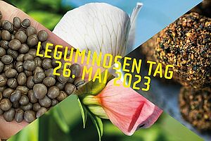 Diverse Leguminosenpflanzen, -körner und Produkte in einem Bild mit Titel des LeguminosenTags