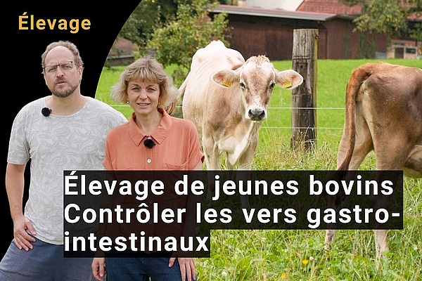 Un homme et une femme avec des vaches en arrière-plan.