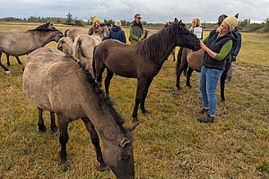 Gruppe mit Pferden auf einer Weide. 