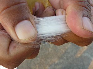 Baumwollfaser gespannt zwischen zwei Händen